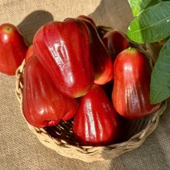 Mận An Phước Tiền Giang