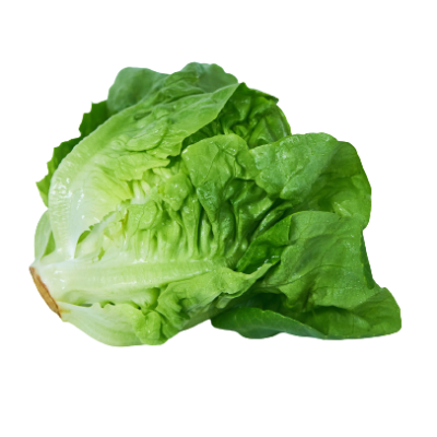  Xà lách hữu cơ 