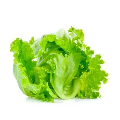  Xà lách iceberg hữu cơ 