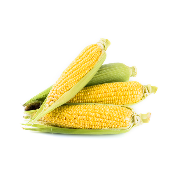  Bắp ngọt hữu cơ 