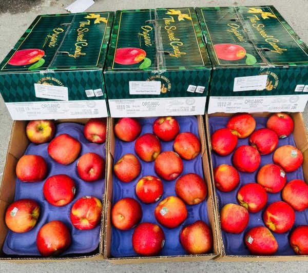  Táo mật Mỹ hữu cơ EVERCRISP 