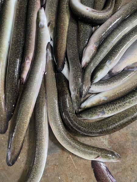 Cá Chình Mun Thương Phẩm