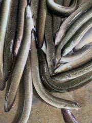 Cá Chình Mun Thương Phẩm