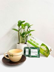 Trà Túi Lọc ChicoChia