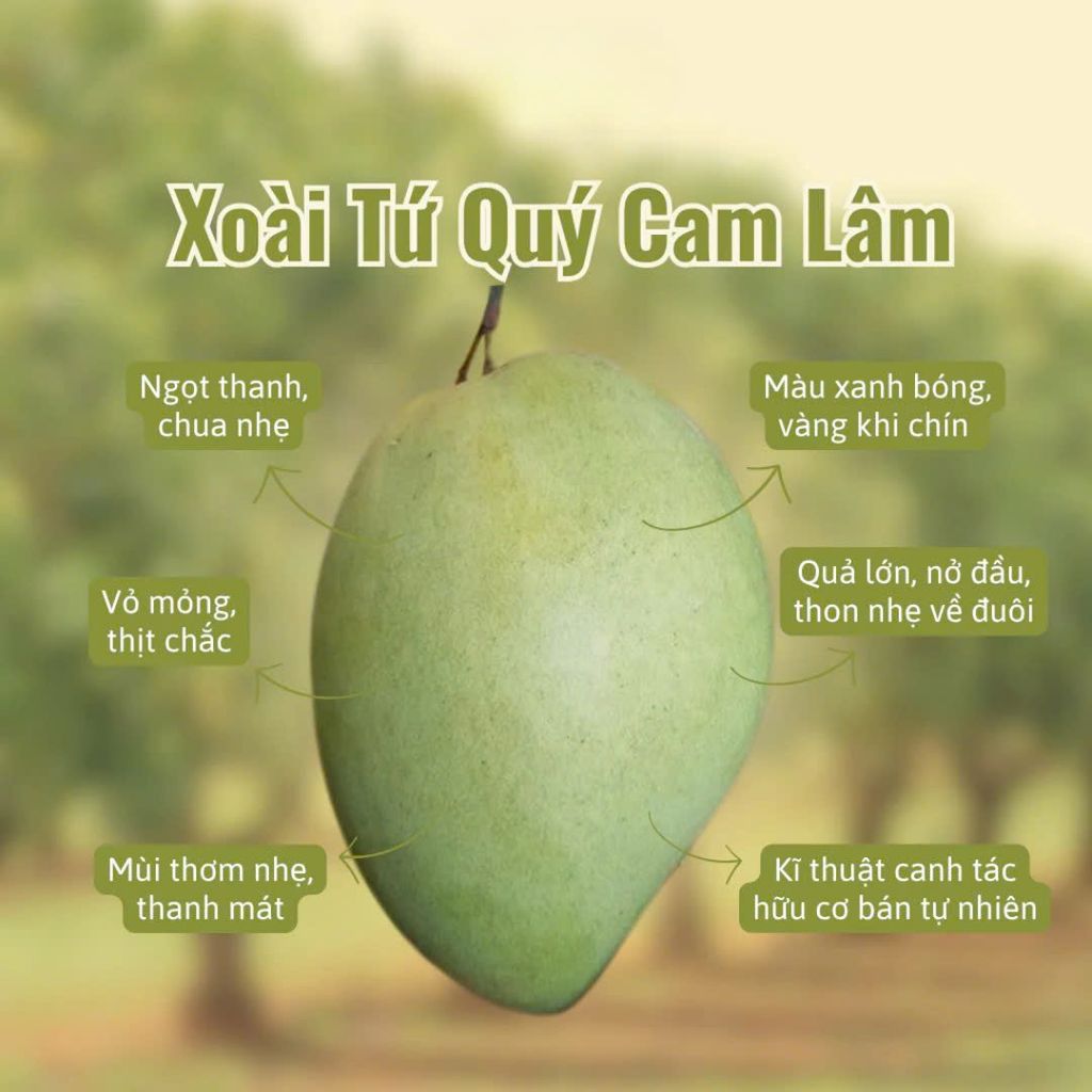 Xoài Tứ Quý Sấy Dẻo