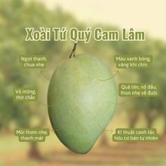 Xoài Tứ Quý Sấy Dẻo