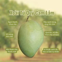 Xoài Tứ Quý Sấy Dẻo Muối Ớt