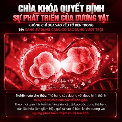 Gel mát xa tăng size AN417