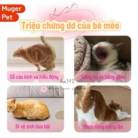 Toy cho cún và mèo cái An142