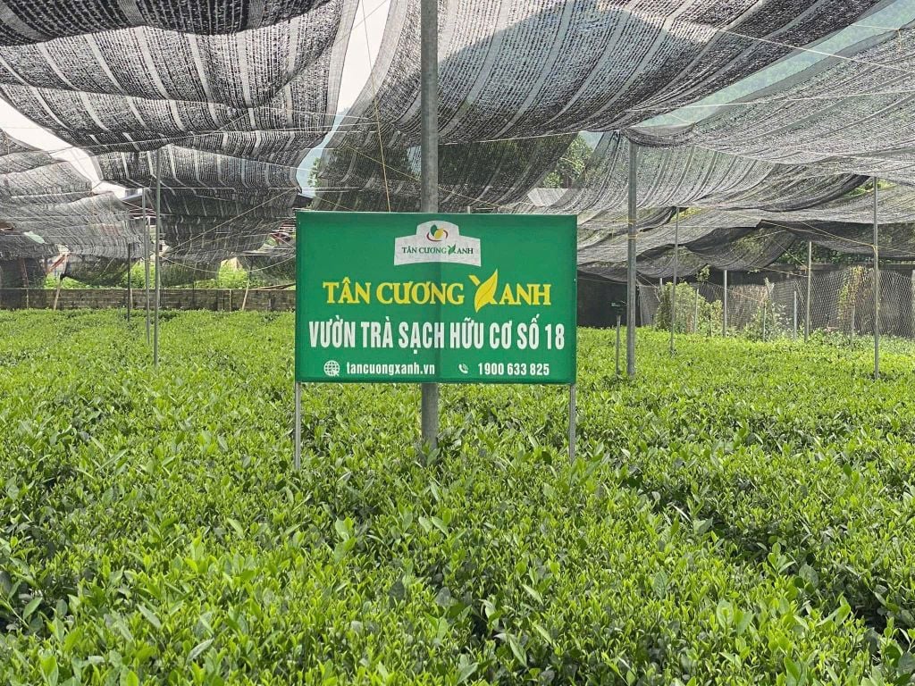 Trà Tân Cương thượng hạng TC1 - 200gam