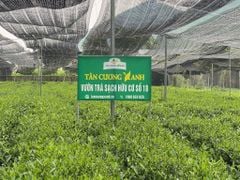 Trà Tân Cương thượng hạng TC1 - 200gam