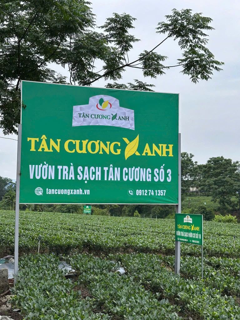 Hộp Trà Tân Cương Gỗ Thông TCX3 - 300gram Trà Sạch Tân Cương Xanh