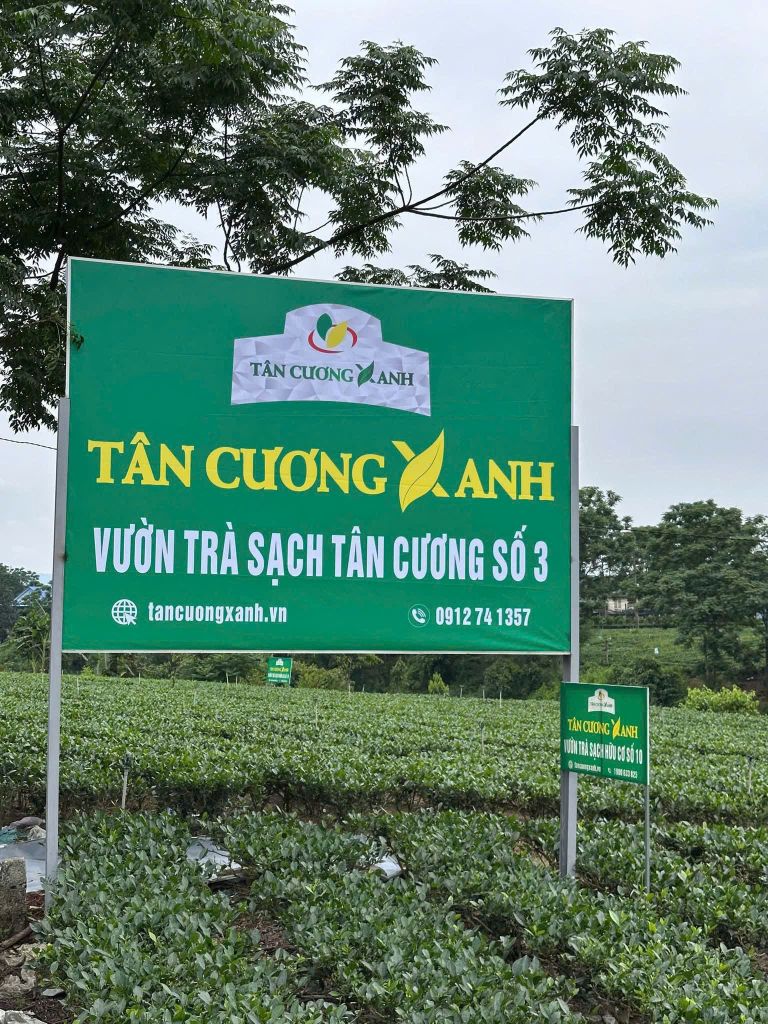 Trà Đinh Tân Cương Tiến Quan 100gram Trà Sạch Tân Cương Xanh