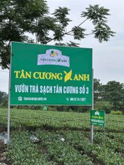 Trà Tân Cương Hộp Gỗ Thông TCX30 - 300gram Trà Sạch Tân Cương Xanh