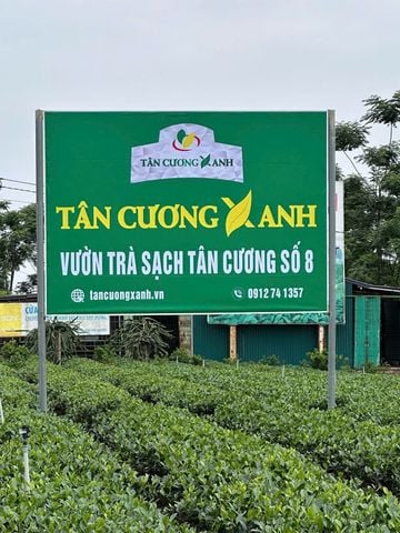 Trà Tân Cương Đặc Biệt 200gram Trà Sạch Tân Cương Xanh
