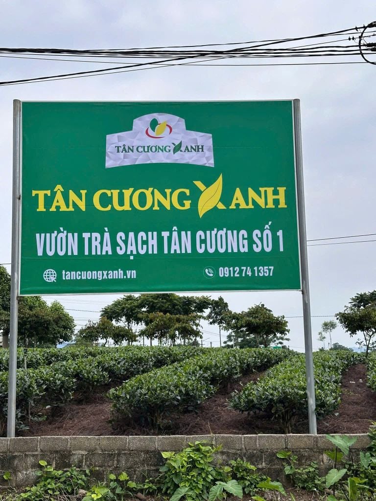 Trà Nhài Túi Lọc Thượng Hạng - Hộp 40gram