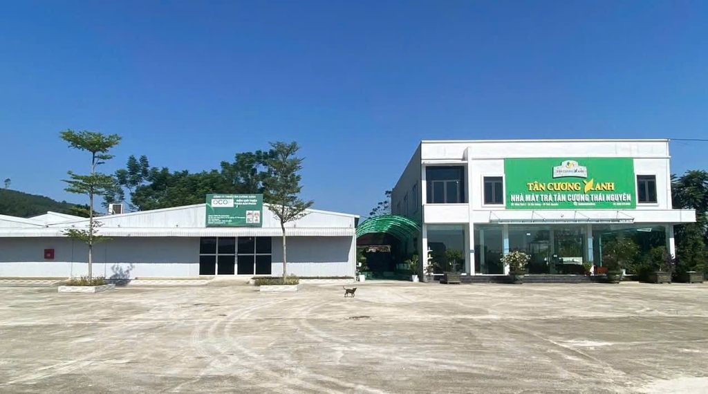 Trà Đinh Tân Cương Tiến Quan 100gram Trà Sạch Tân Cương Xanh