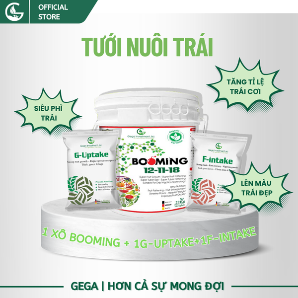Combo Tưới Nuôi Trái To Phân Bón GEGA BOOMING 12-11-18 + F-INTAKE & G-UPTAKE Trái to đẹp đạt chuẩn