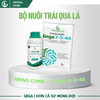 Combo Nuôi Trái Bóng Đẹp – Phân Bón Lá GEGA Amino Combi + GEGA 7-5-44 Giúp Trái To,Chắc Ruột,Ngọt Đậm