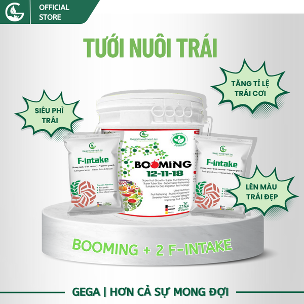 Combo Tưới Chuyên Nuôi Trái To Phân Bón GEGA BOOMING 12-11-18 & F-INTAKE Trái to đẹp đạt chuẩn (Pha 13200L)