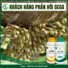 Combo Chuyên Chống Rụng Hoa Đậu Trái Tốt GEGA CANXIBO & AMINO COMBI RONG BIỂN hạn chế nứt trái (Pha 2 Phuy)