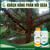 Combo Chuyên Chống Rụng Hoa Đậu Trái Tốt GEGA CANXIBO & AMINO COMBI RONG BIỂN hạn chế nứt trái (Pha 2 Phuy)