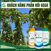Combo Chống Sốc, Chống Rụng Hoa Đậu Trái Non GEGA CANXIBO/AMINO COMBI/BRASS SEA hạn chế nứt trái rụng hoa, trái trong thời tiết khắc nghiệt (Pha 2 Phuy)