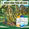 Combo Siêu Chống Sốc, Chống Rụng Hoa Đậu Trái Non GEGA CANXIBO/AMINO COMBI/BRASS SEA hạn chế nứt trái rụng hoa, trái trong thời tiết khắc nghiệt (Pha 2 Phuy)