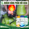 Combo Chống Sốc, Chống Rụng Hoa Đậu Trái Non GEGA CANXIBO/AMINO COMBI/BRASS SEA hạn chế nứt trái rụng hoa, trái trong thời tiết khắc nghiệt (Pha 2 Phuy)