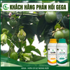 Combo Chuyên Chống Rụng Hoa Đậu Trái Tốt GEGA CANXIBO & AMINO COMBI RONG BIỂN hạn chế nứt trái (Pha 2 Phuy)