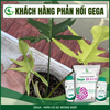 Combo Siêu Dưỡng Đọt – Nuôi Lá GEGA Giúp Cây Bung Đọt Khỏe, Dưỡng Lá Xanh Dày