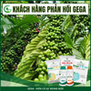 Combo Nuôi Trái Bóng Đẹp – Phân Bón Lá GEGA Amino Combi + GEGA 7-5-44 Giúp Trái To,Chắc Ruột,Ngọt Đậm
