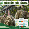 Combo Nuôi Trái Bóng Đẹp – Phân Bón Lá GEGA Amino Combi + GEGA 7-5-44 Giúp Trái To,Chắc Ruột,Ngọt Đậm