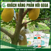 Combo Nuôi Trái Bóng Đẹp – Phân Bón Lá GEGA Amino Combi + GEGA 6-30-30 Giúp Trái To,Chắc Ruột,Ngọt Đậm (Pha 2 Phuy)