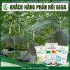 Combo Nuôi Trái Bóng Đẹp – Phân Bón Lá GEGA Amino Combi + GEGA 6-30-30 Giúp Trái To,Chắc Ruột,Ngọt Đậm (Pha 2 Phuy)