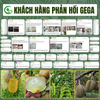 Combo Nuôi Trái Bóng Đẹp – Phân Bón Lá GEGA Amino Combi + GEGA 7-5-44 Giúp Trái To,Chắc Ruột,Ngọt Đậm