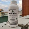 KALI SILIC GEGA - Giúp Cứng Cây, Bền Trái, Tăng Sức Đề Kháng, Chống Đổ Ngã, Tăng Chất Lượng Nông Sản 500ml