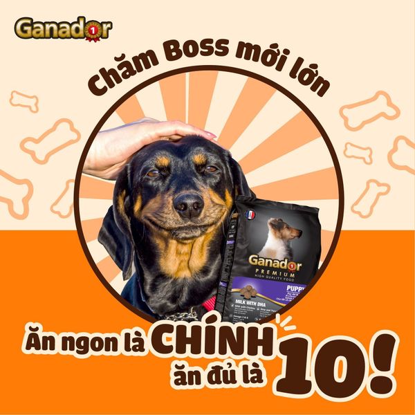 Ganador Hạt cho chó con vị sữa&DHA