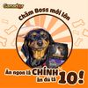 Ganador Hạt cho chó con vị sữa&DHA