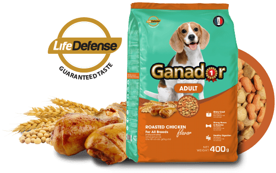 Ganador Hạt cho chó trưởng thành gà nướng