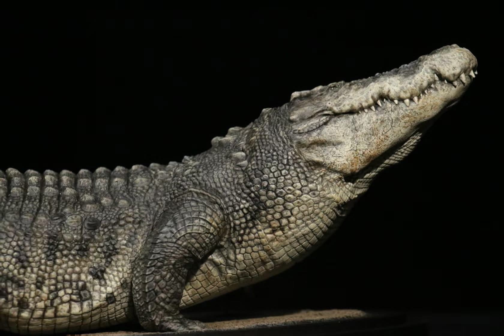  Mô hình cá sấu Utan 1964 the Crocs Man studio | .. 