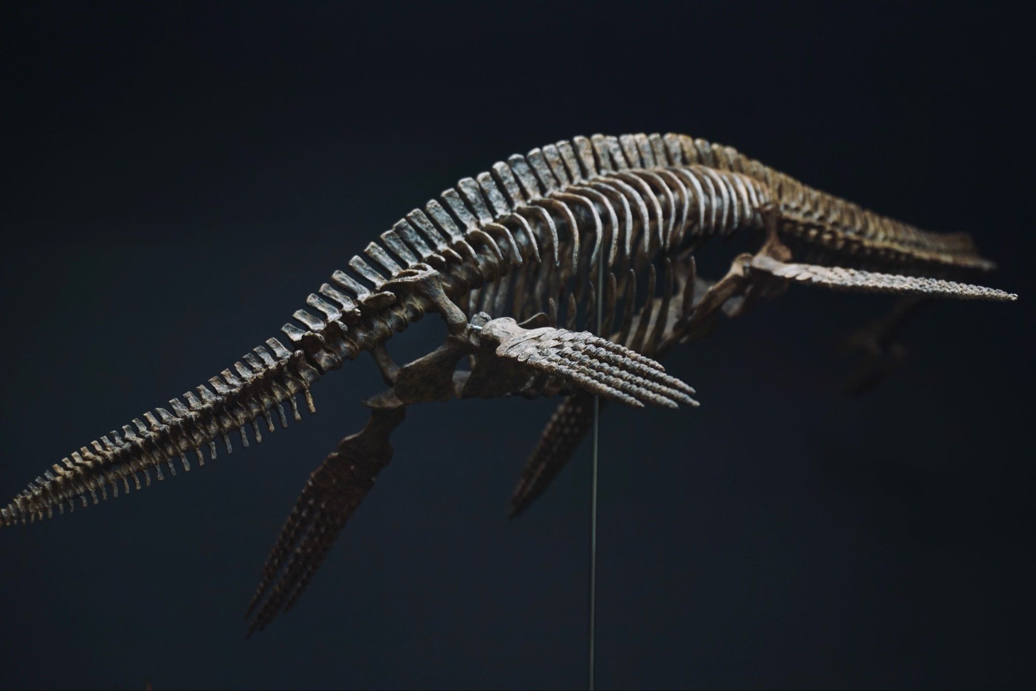  Mô hình xương khủng long Elasmosaurus by yan sculpt 1/18 | 𝐕𝐈𝐃𝐈𝐍𝐎.𝐕𝐍. 