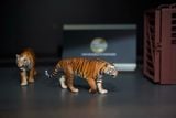  Mô hình hổ bengal, sumatra tỷ lệ 1/35 Tallrhino studio 