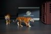 Mô hình hổ bengal, sumatra tỷ lệ 1/35 Tallrhino studio