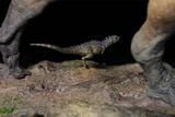  Mô hình khủng long răng cá mập Giganotosaurus Carolinii Scene Model Resin Statue By David Krentz | .. 