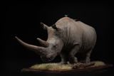  Mô hình động vật Tê giác trắng tỷ lệ 1/10 & 1/15 Declay studio. 