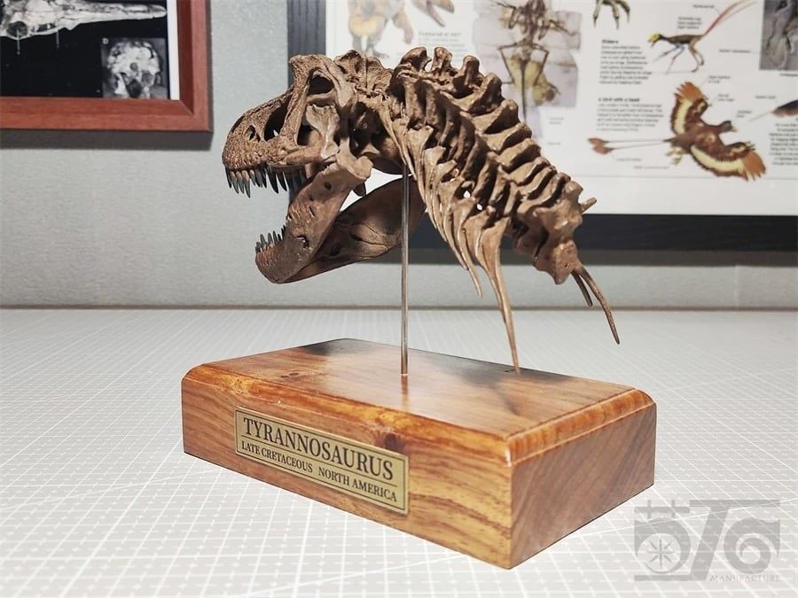  Mô hình xương Đầu trex tỷ lệ 1/18 của Mr yan. 