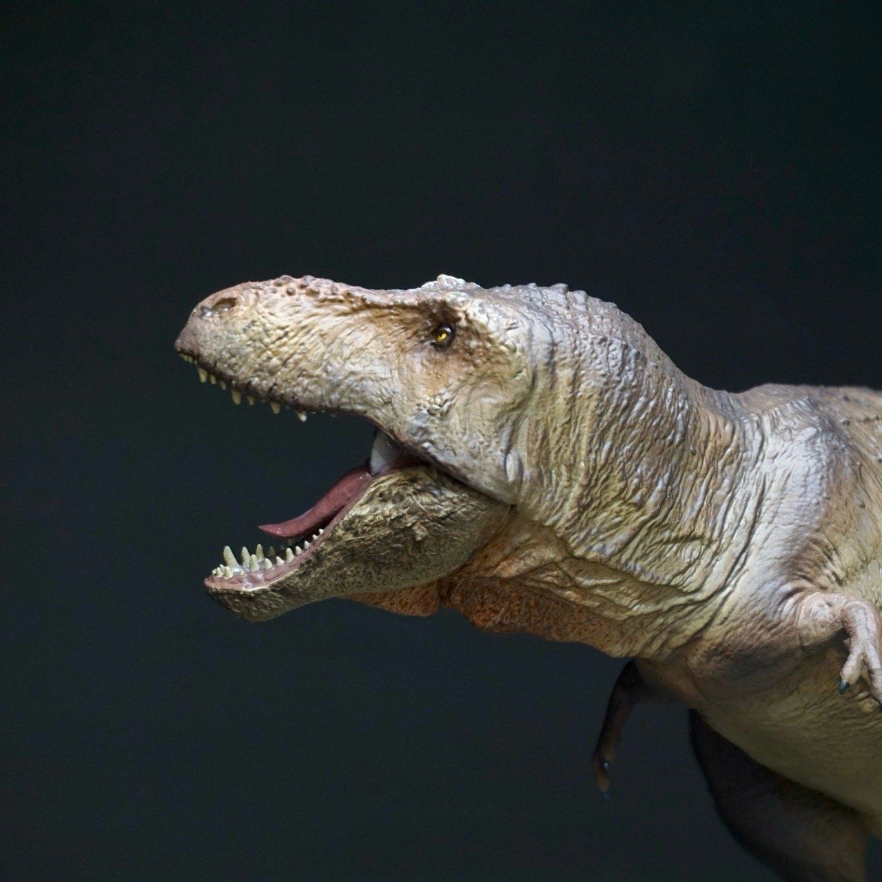  Mô hình T.rex hãng showanna studio tỷ lệ 1/35   | 𝐕𝐈𝐃𝐈𝐍𝐎.𝐕𝐍. 