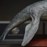  Mô hình Kronosaurus hãng pnso 1:35. 
