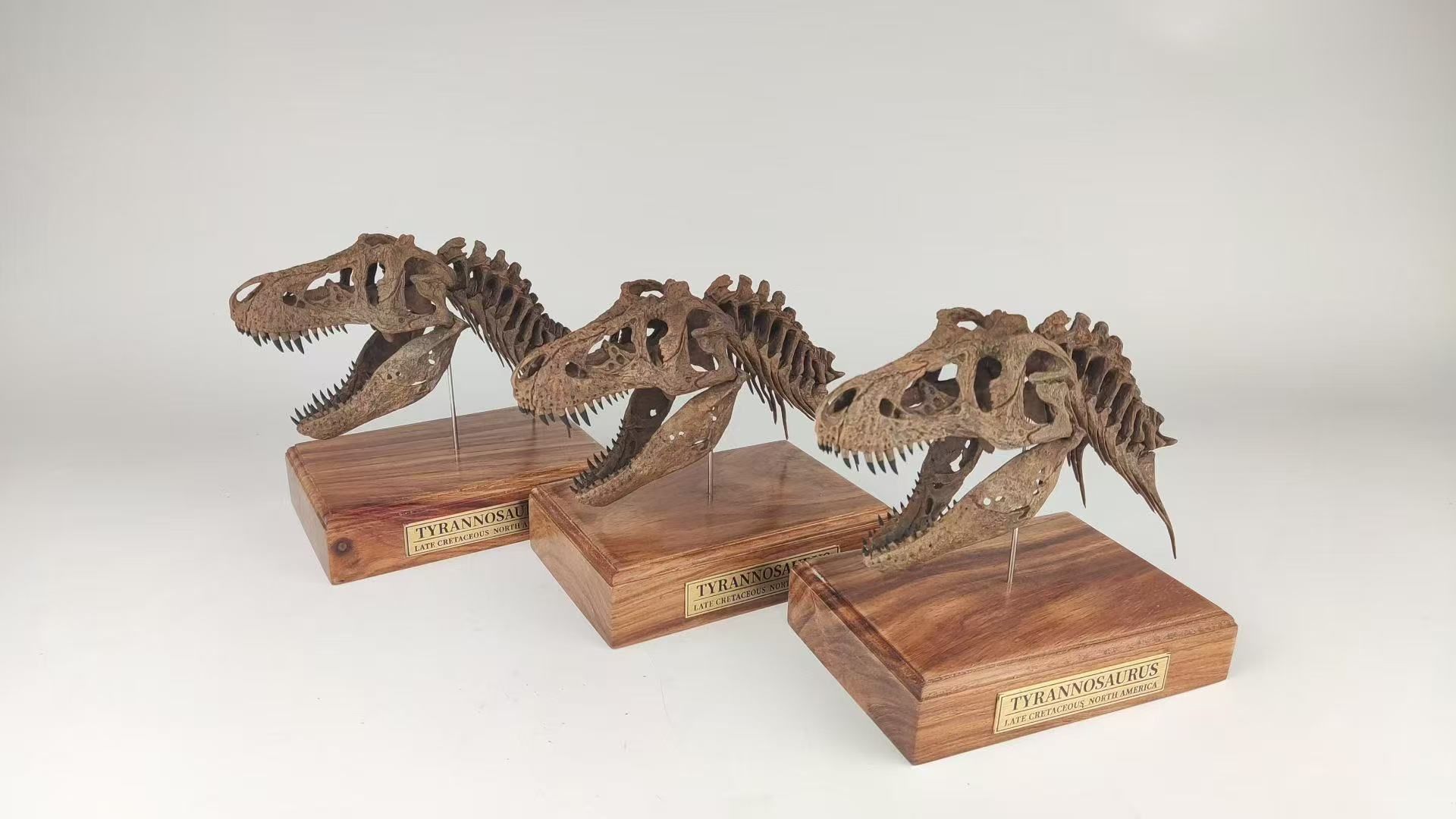  Mô hình xương Đầu trex tỷ lệ 1/18 của Mr yan. 